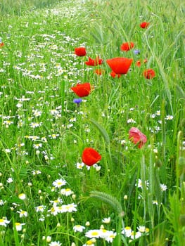 Summer field of red poppies and wild flowers