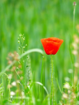 Summer field of red poppies and wild flowers
