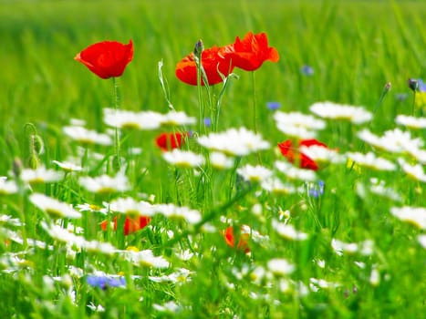 Summer field of red poppies and wild flowers