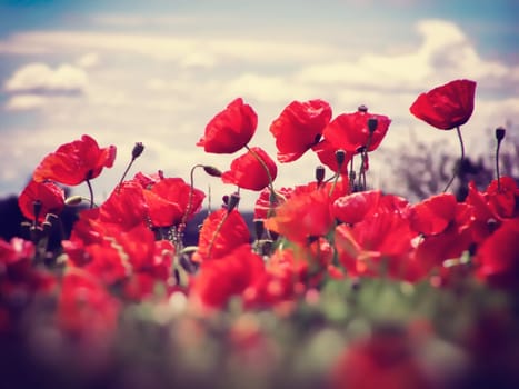 Summer field of red poppies and wild flowers
