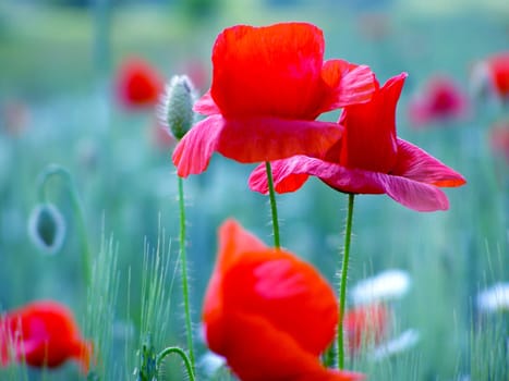 Summer field of red poppies and wild flowers