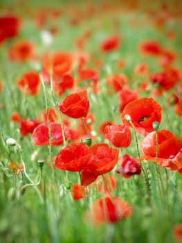 Summer field of red poppies and wild flowers