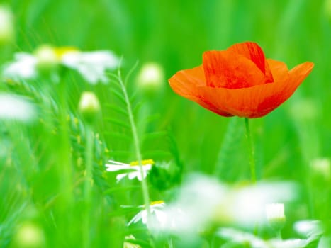 Summer field of red poppies and wild flowers