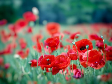Summer field of red poppies and wild flowers