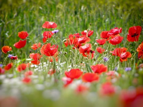 Summer field of red poppies and wild flowers