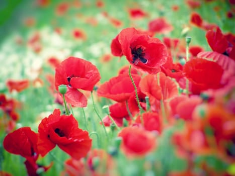 Summer field of red poppies and wild flowers