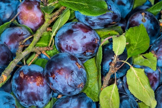 Plums from the region