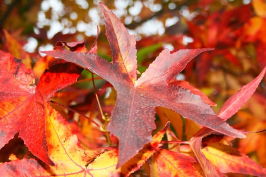 Particular of a maple leaf