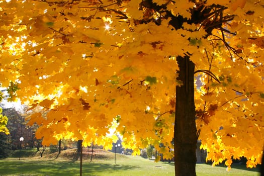 Maple tree in autumn - November shot in Turin Italy