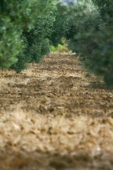Olive Grove - Perspective