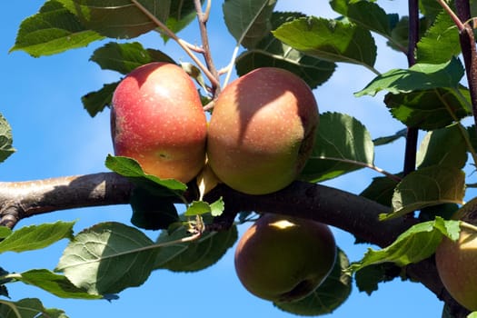 Boskoop, Boskop, Winter-Apfel