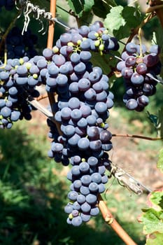 Barbera,Red Wine,Red,Grapes