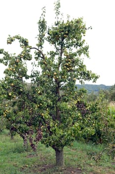 Pear tree