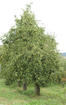 Pear tree