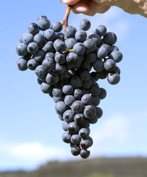 Dornfelder,red wine,red,grapes