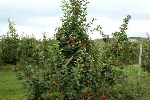 Boskoop, Boskop, Winter-Apfel