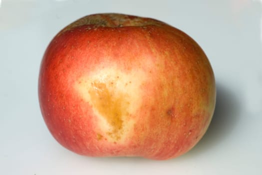 Boskoop, Boskop, Winter-Apfel