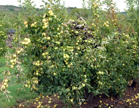 Apfel, Malus, domestica, Apfelbaum