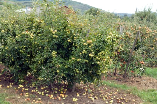 Apfel, Malus, domestica, Apfelbaum