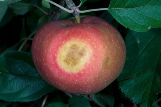 Boskoop, Boskop, Winter-Apfel