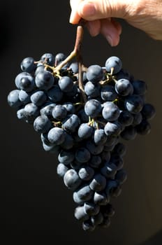 Dornfelder, Rotwein, Rote, Weintrauben