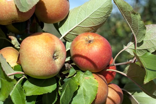 Boskoop, Boskop, Winter-Apfel