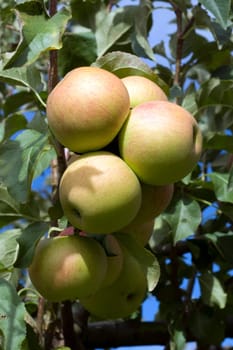 Elstar,Apple,Malus,domestica