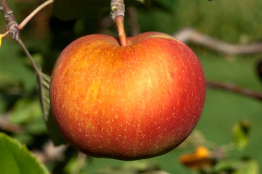 Boskoop, Boskop, Winter-Apfel