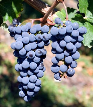 Carbenet Franc,red wine,red,grapes
