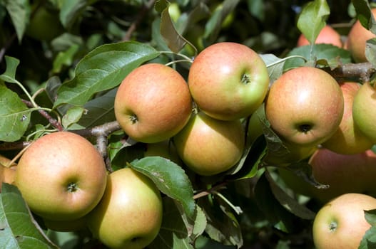 Elstar,Apple,Malus,domestica