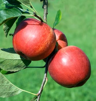Elstar,Apple,Malus,domestica