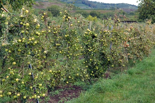 Apfel, Malus, domestica, Apfelbaum