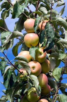 Elstar,Apple,Malus,domestica