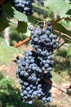 Dornfelder,red wine,red,grapes