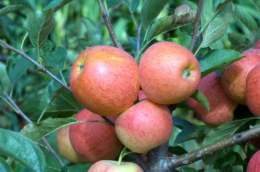 Elstar,Apple,Malus,domestica