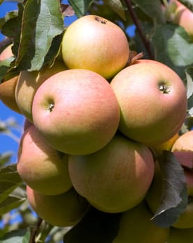 Elstar,Apple,Malus,domestica