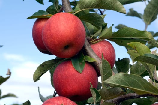 Elstar,Apple,Malus,domestica