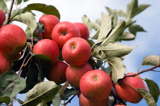 Elstar,Apple,Malus,domestica