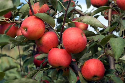 Elstar,Apple,Malus,domestica