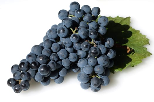 Dornfelder, Rotwein, Rote, Weintrauben
