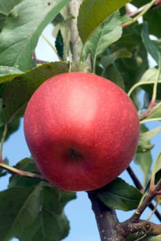 Elstar,Apple,Malus,domestica
