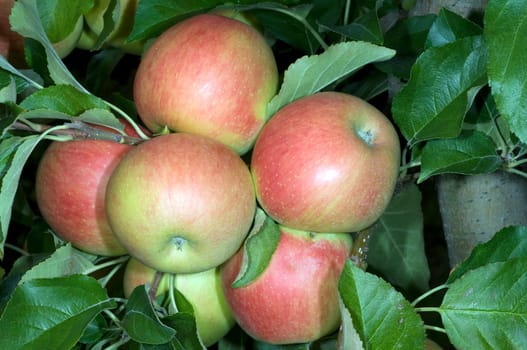 Elstar,Apple,Malus,domestica