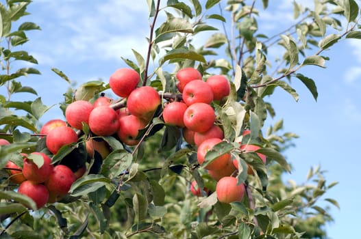 Elstar,Apple,Malus,domestica