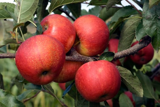 Elstar,Apple,Malus,domestica