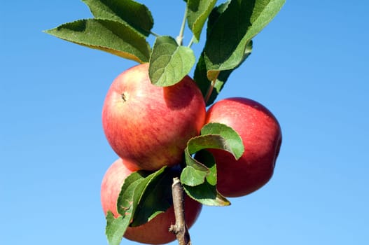 Elstar,Apple,Malus,domestica