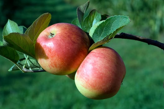 Elstar,Apple,Malus,domestica