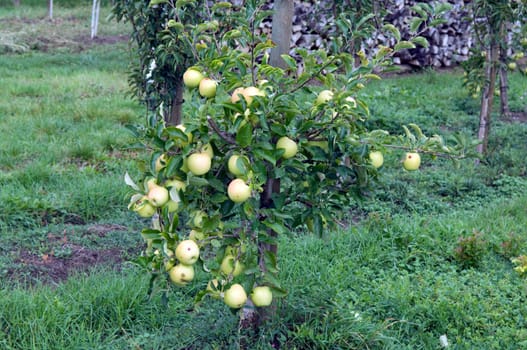 Apfel, Malus, domestica, Apfelbaum