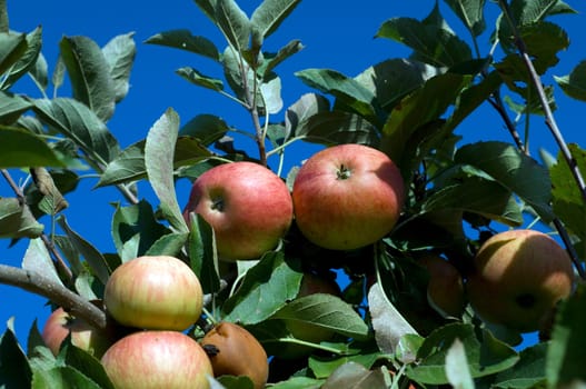 Elstar,Apple,Malus,domestica