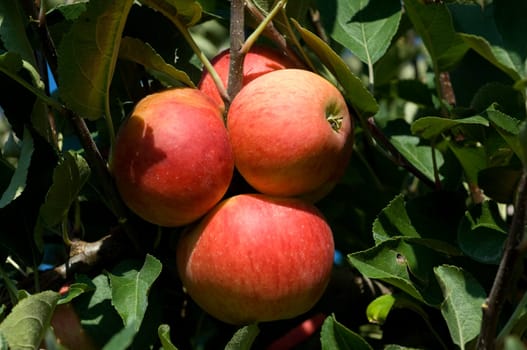 Elstar,Apple,Malus,domestica