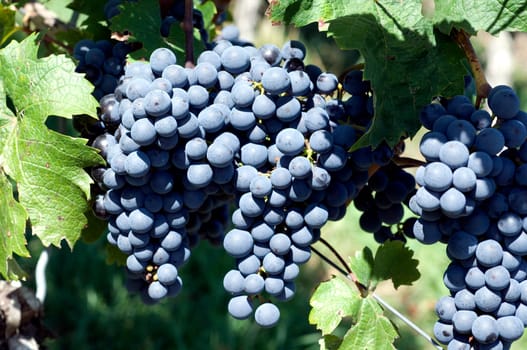 Carbenet Franc,red wine,red,grapes